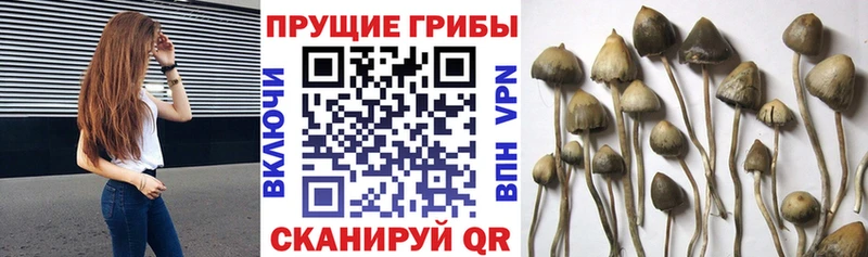 Купить закладки  Городище  Галлюциногенные грибы ЛСД 